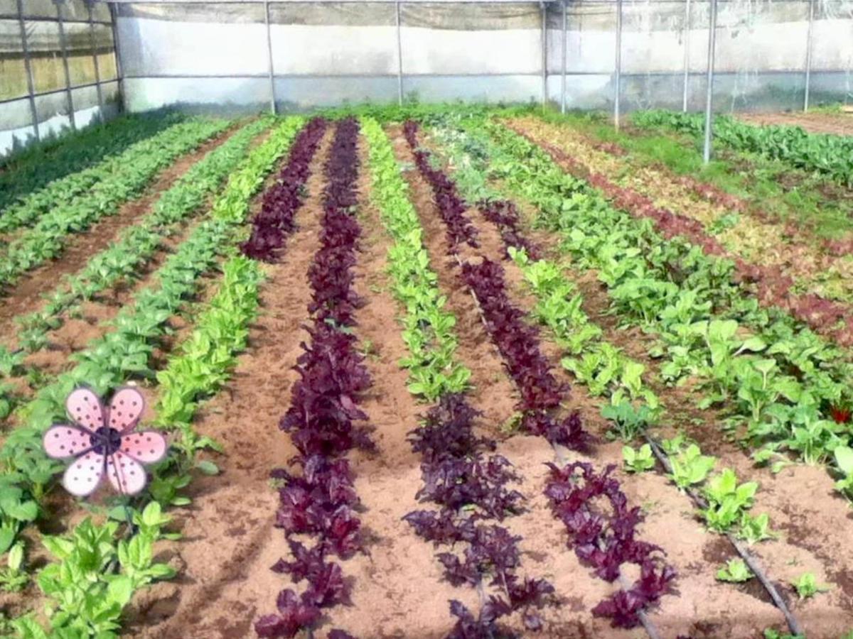 Quinta Dos Sabores Farm Houses Ribeira Grande Exterior foto